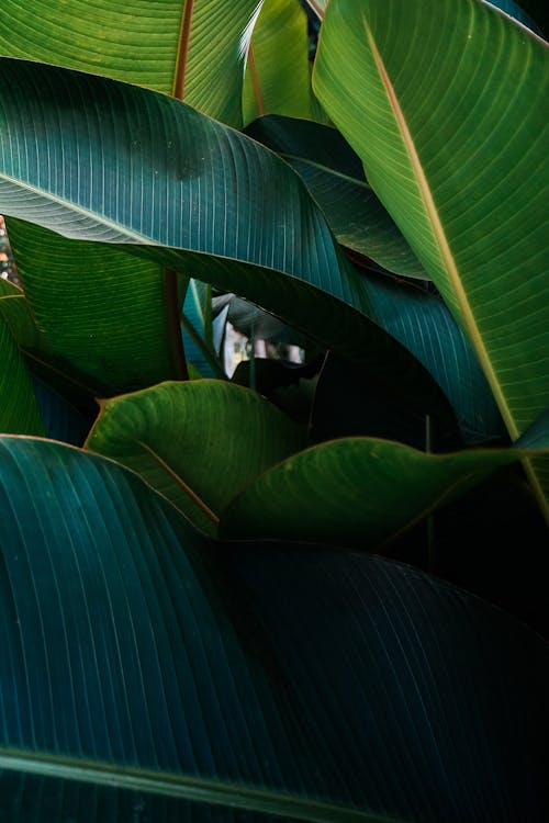 Banana Leaves in Close Up Photography