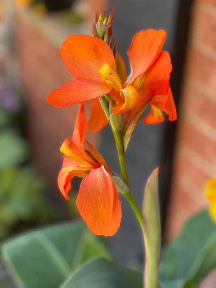 Close Up Shot Of A Canna Lily