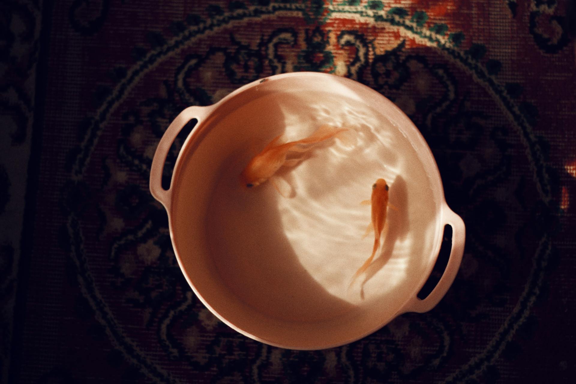Gold Fishes in a White Plastic Bucket