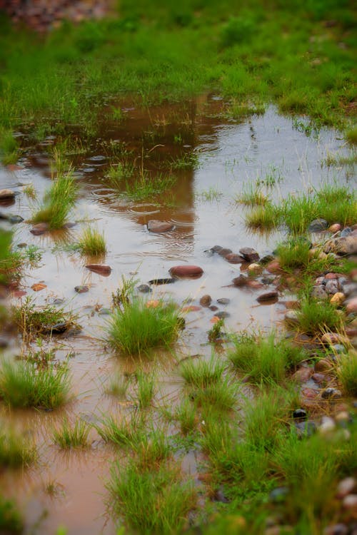 Free stock photo of green, nature, raining