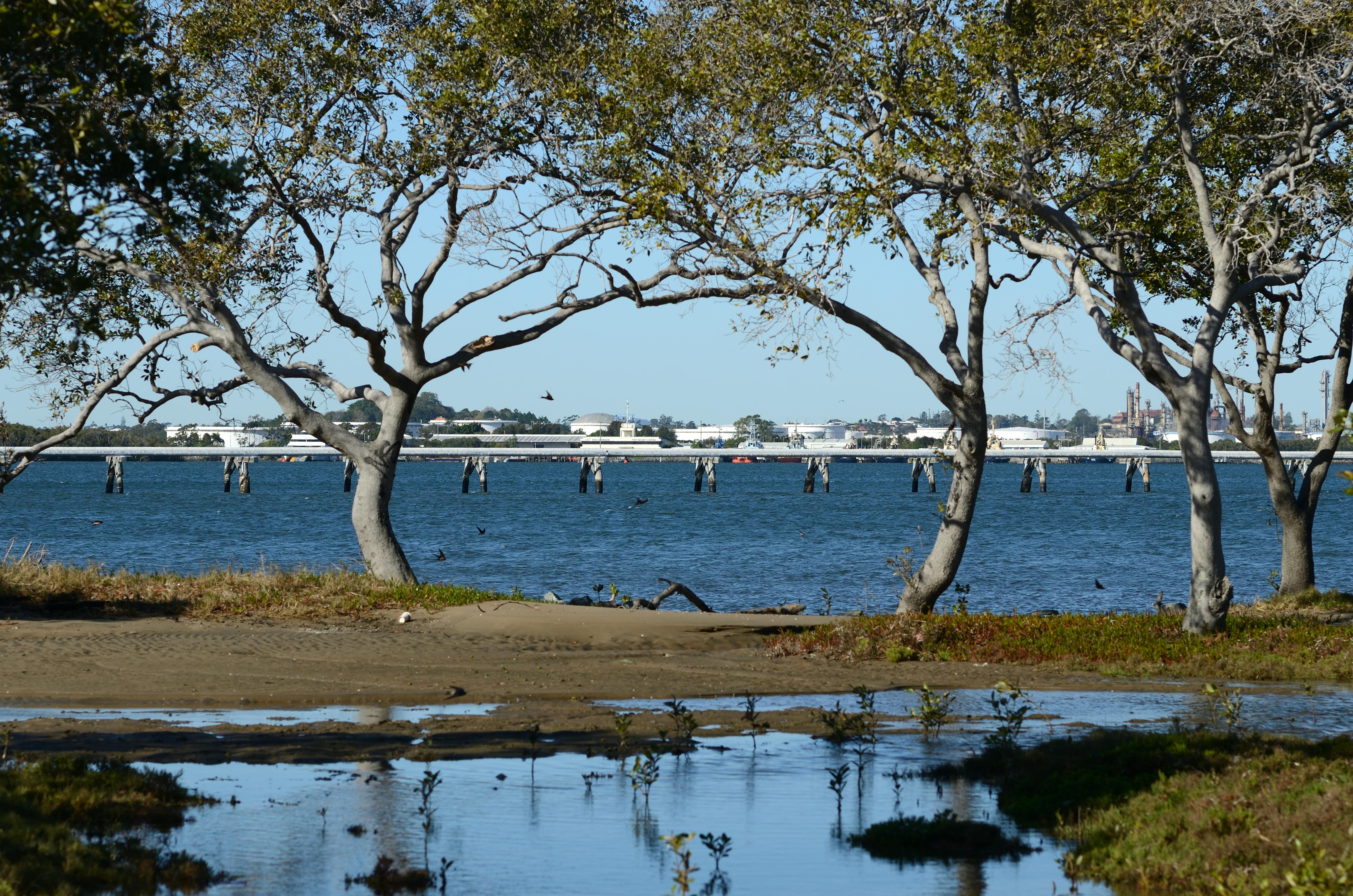 Free stock photo of brisbane river, trees