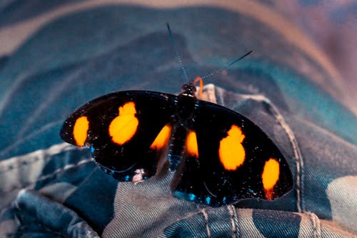 Black and Orange Butterfly Perching Gray and Black Apparel