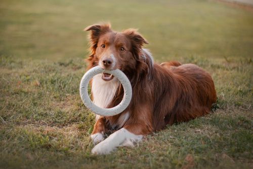 Dog lying down and playing with toy