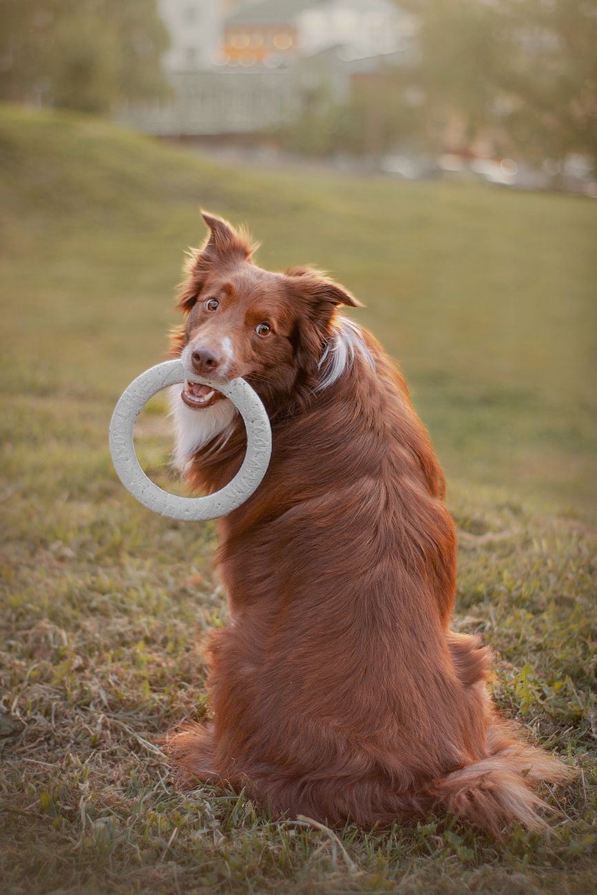 hond met speeltje in mond