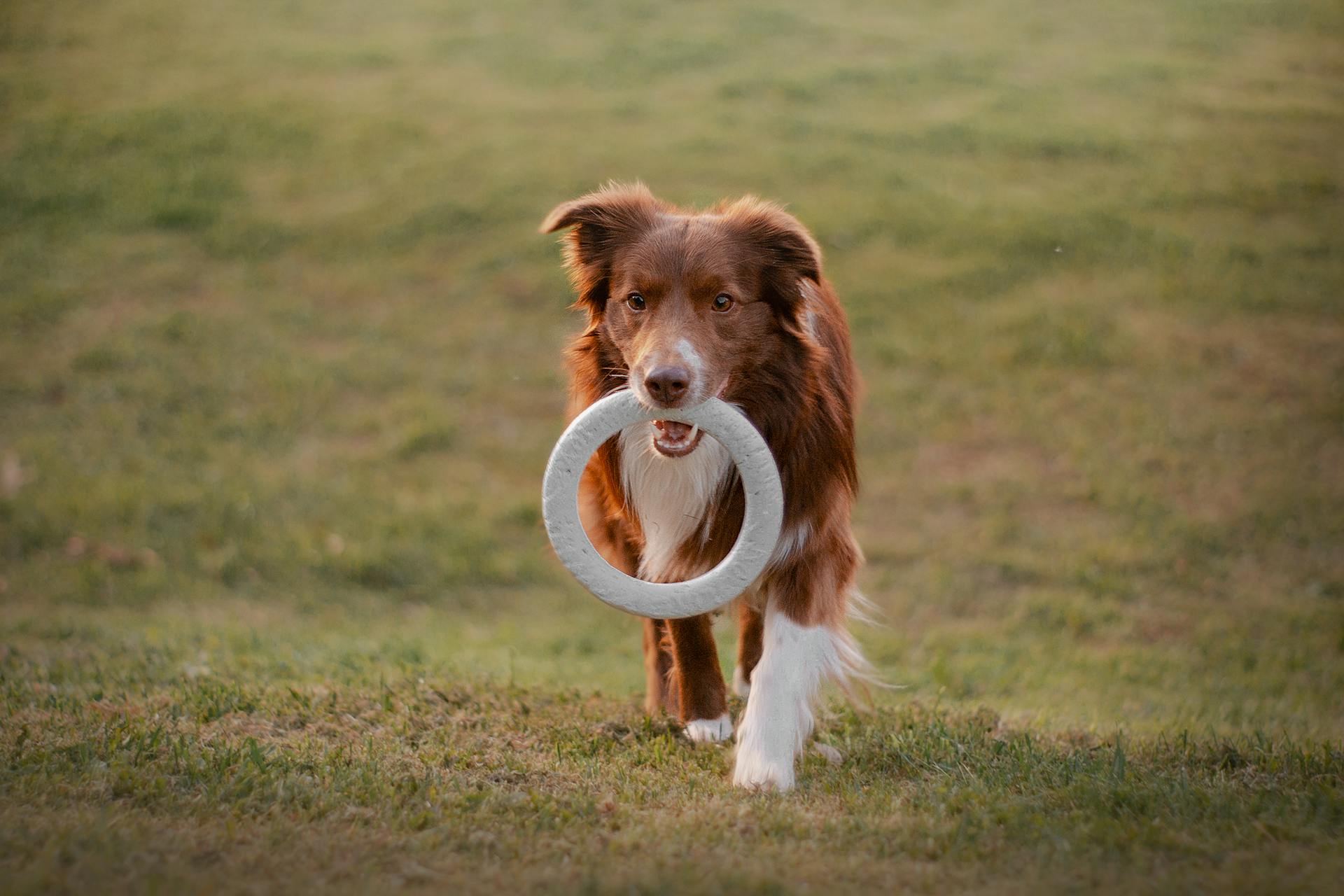 Hond op het gras met speelgoed