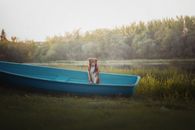 A Brown Dog on a Blue Boat on Green Grass