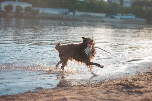 Free Water dog Stock Photo