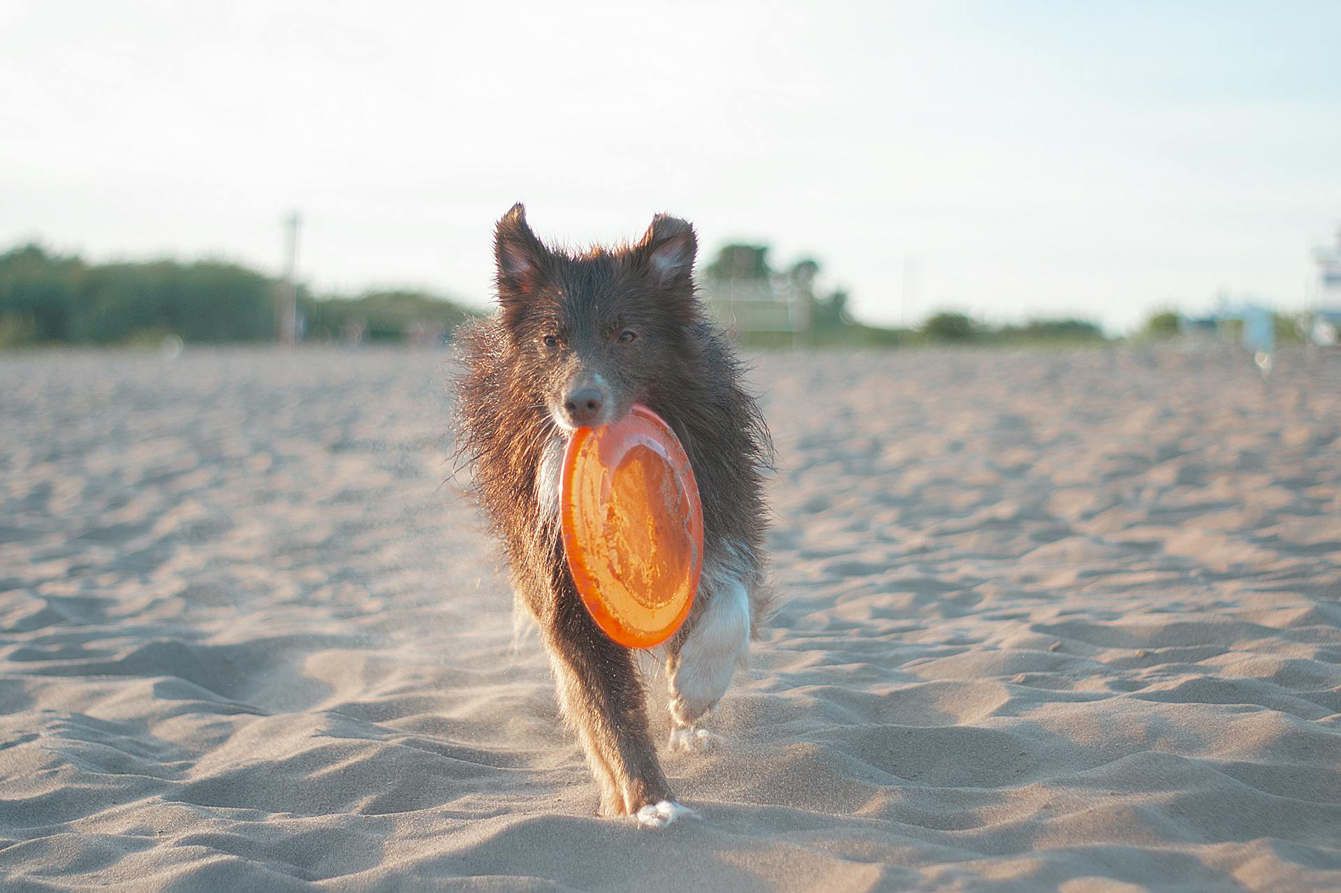 Dog Running on Sand