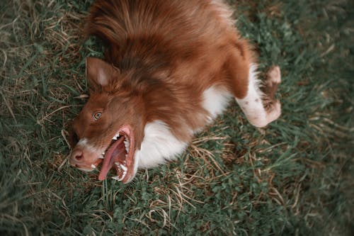 Dog Lying on Grass