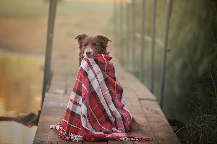 Dog Biting A Plaid Scarf