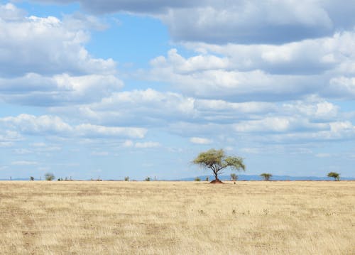 Green Tree on Brown Field Under a Cloudy Blue Sky
