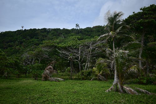 景觀, 棕櫚樹, 田 的 免费素材图片