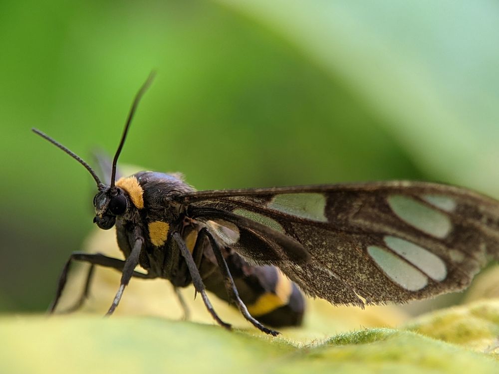 Close Up Photo of an Insect · Free Stock Photo