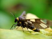 Black and Yellow Wasp on Green Leaf