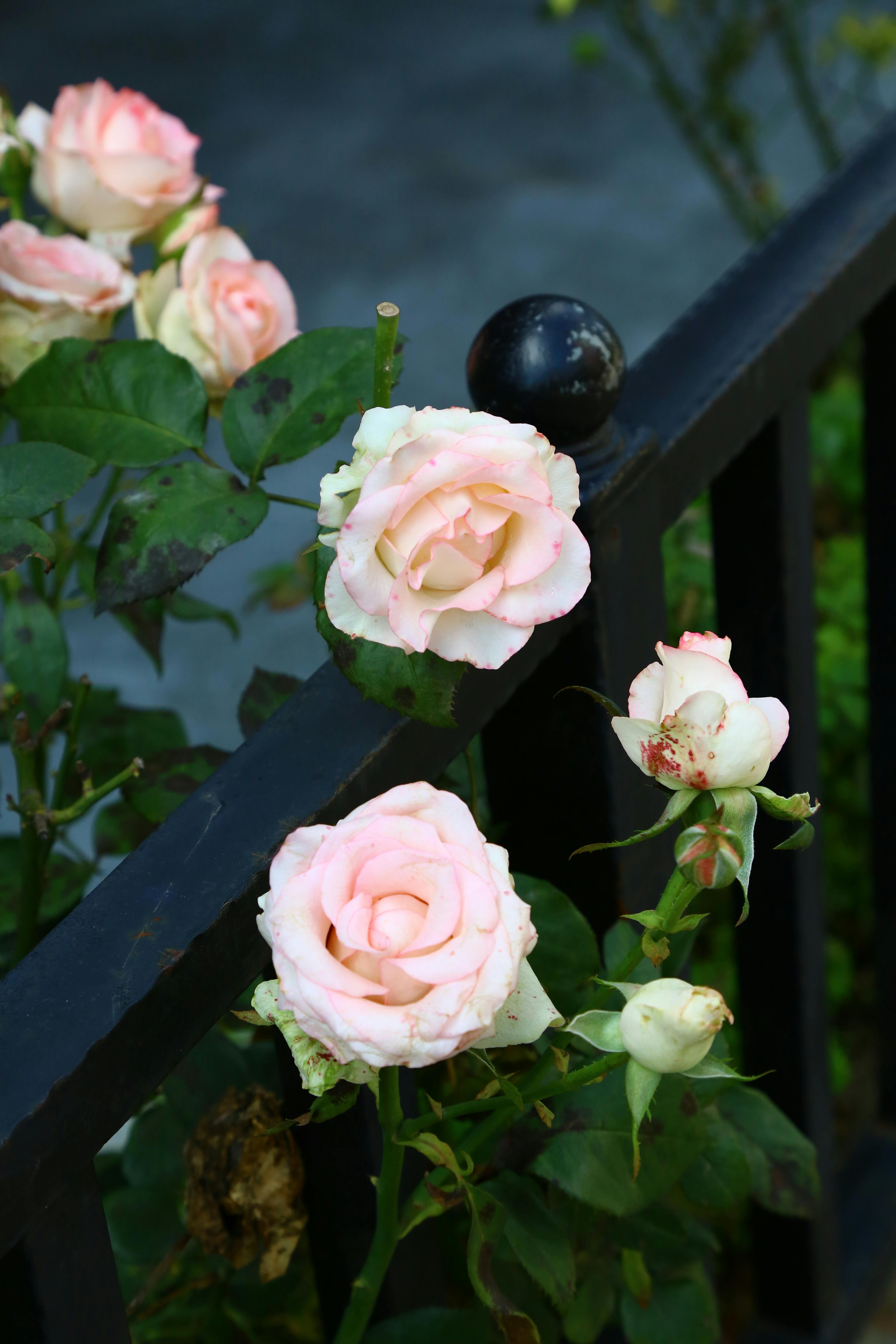 Pink Roses Near Black Wooden Fence · Free Stock Photo