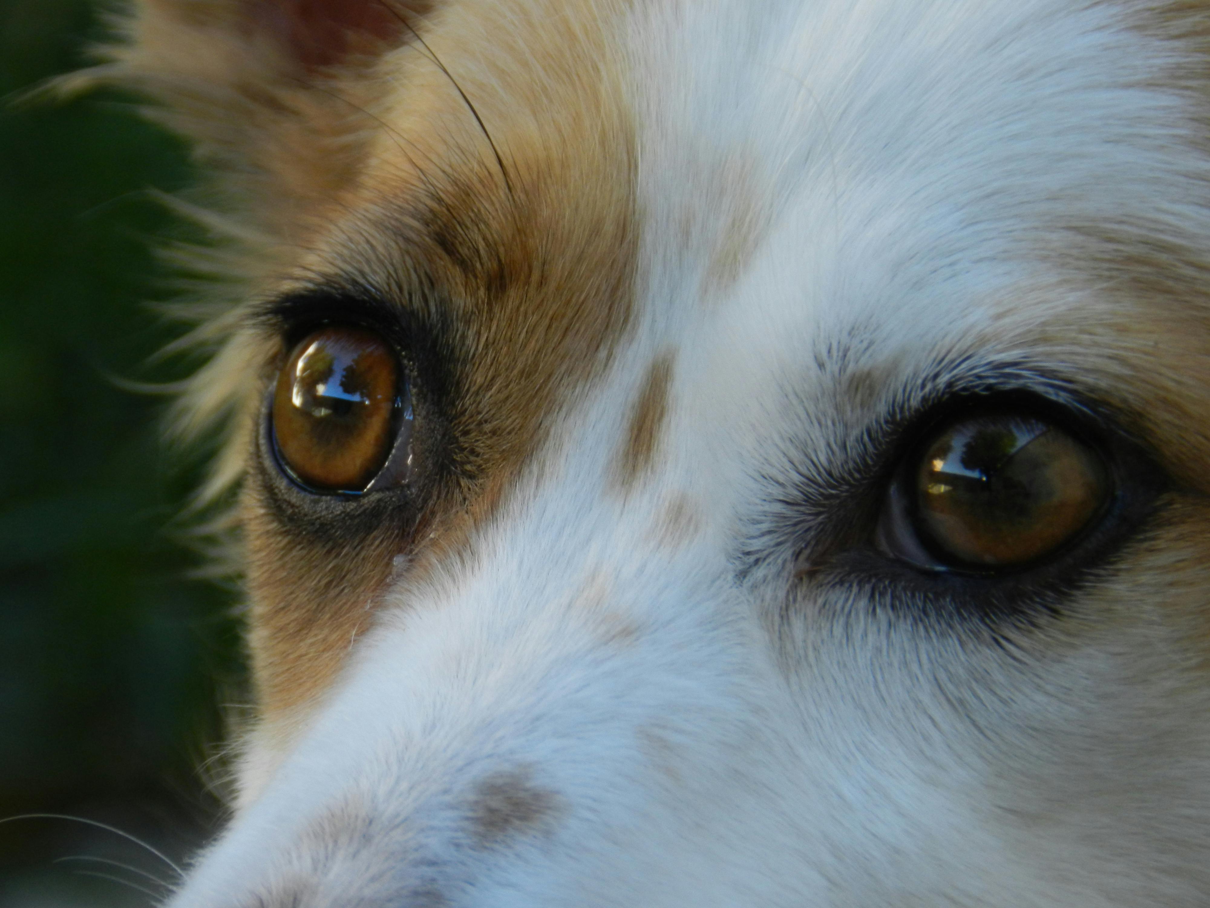 Free stock photo of dog, eyes, pet