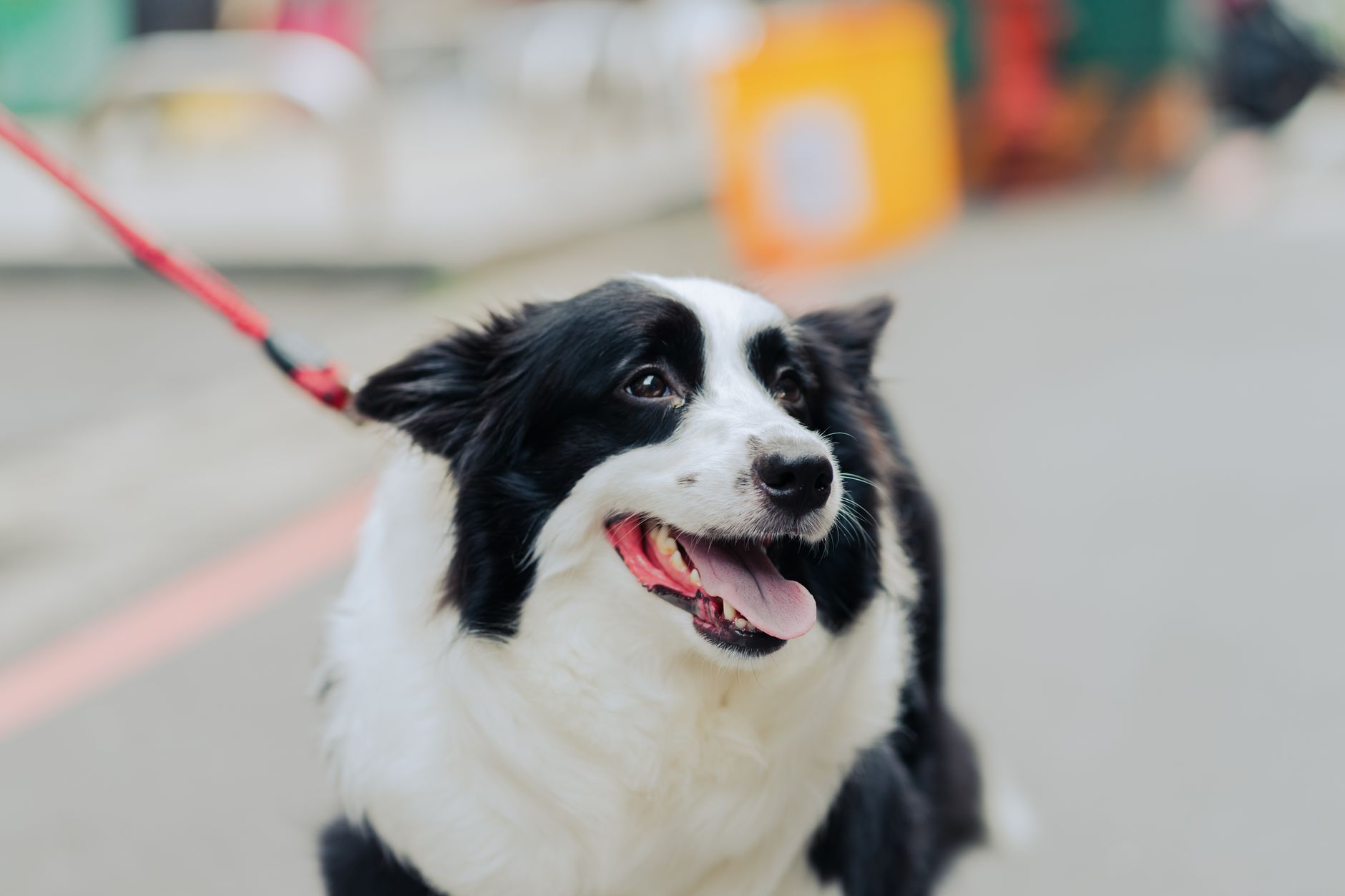 A close-up of a joyful border collie on a leash, enjoying a walk outdoors.