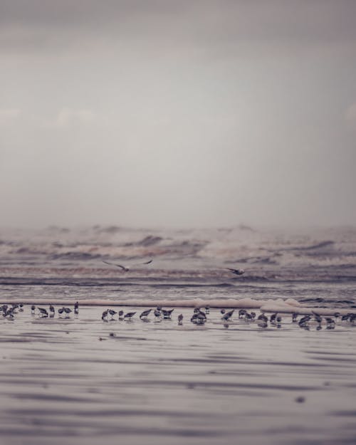 Free Základová fotografie zdarma na téma hejno ptáků, mávání, moře Stock Photo
