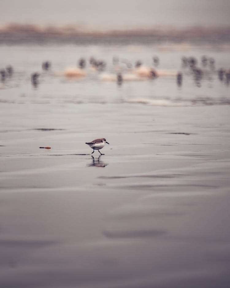 Bird Walking On A Beach