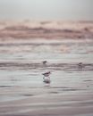 White and Black Bird on Water