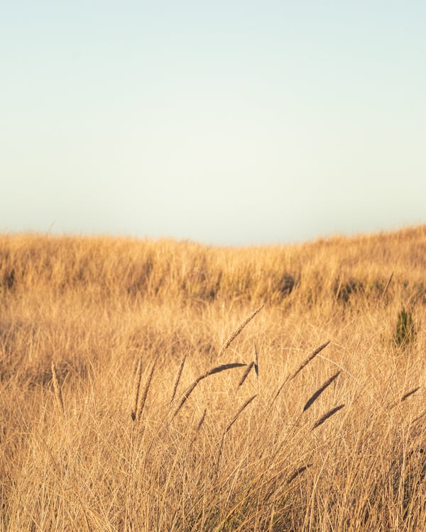 乾草, 垂直拍摄, 棕色的草 的 免费素材图片