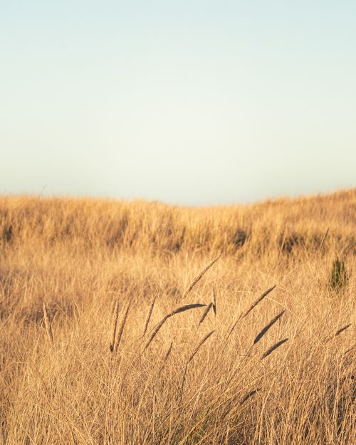 Free Tranquil landscape of a golden grassy field under a clear sky, perfect for nature themes. Stock Photo