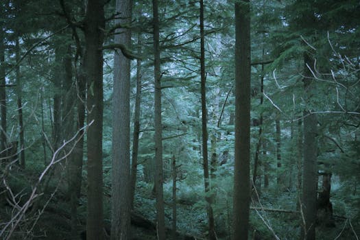 A calm and dense forest with towering pine trees in a tranquil setting.