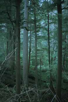 A tranquil forest scene showcasing tall trees and lush greenery, ideal for nature themes.