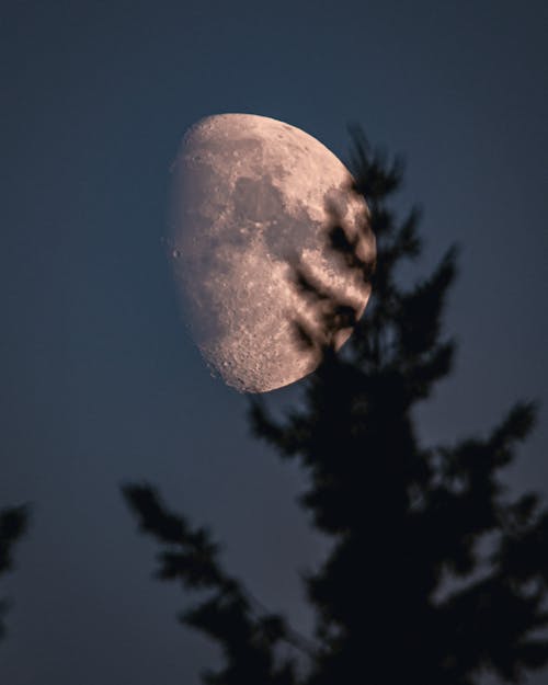 Ilmainen kuvapankkikuva tunnisteilla auringonpimennys, havupuut, kuu