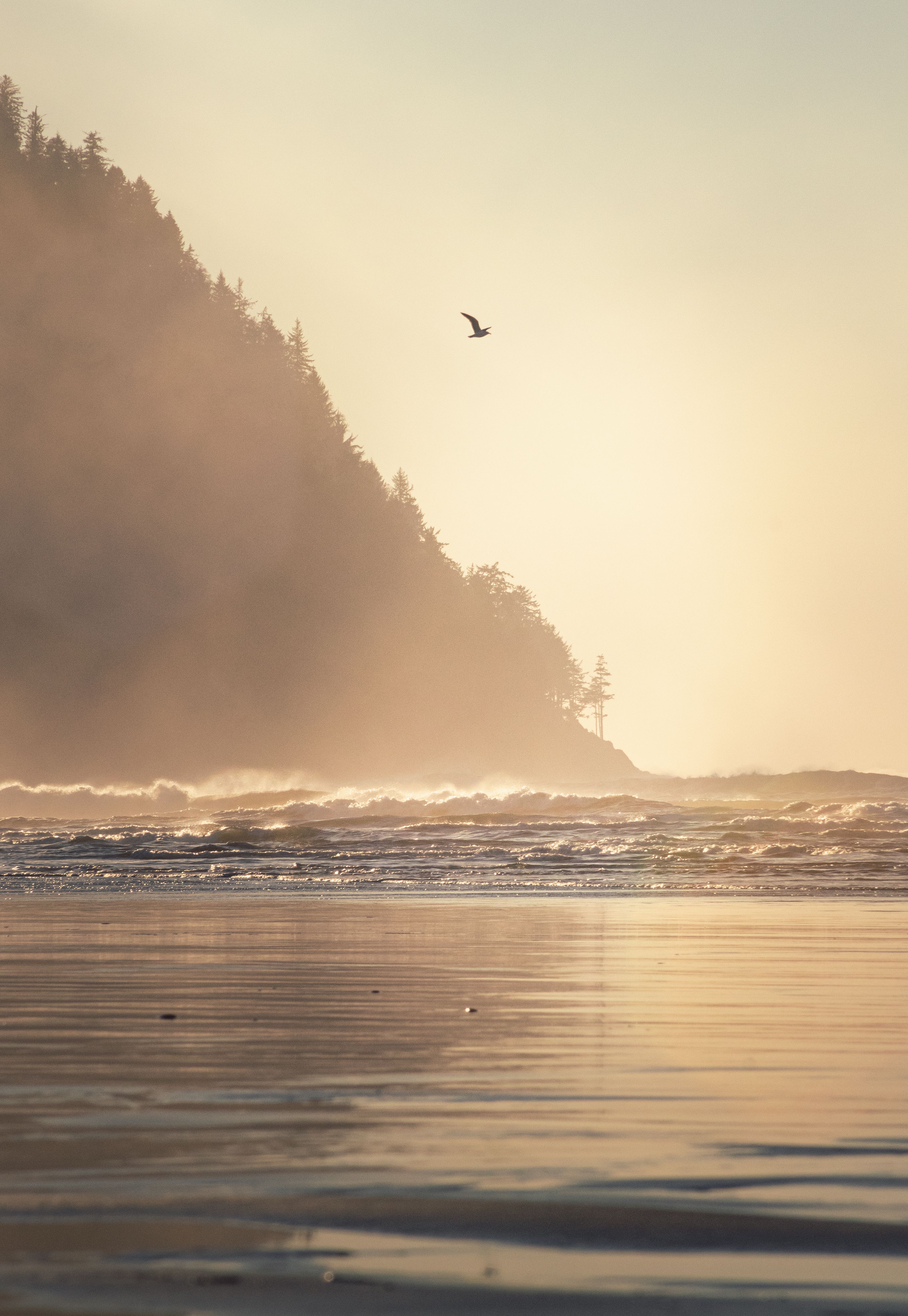 Silhouette of Bird Flying over the Sea during Sunset · Free Stock Photo