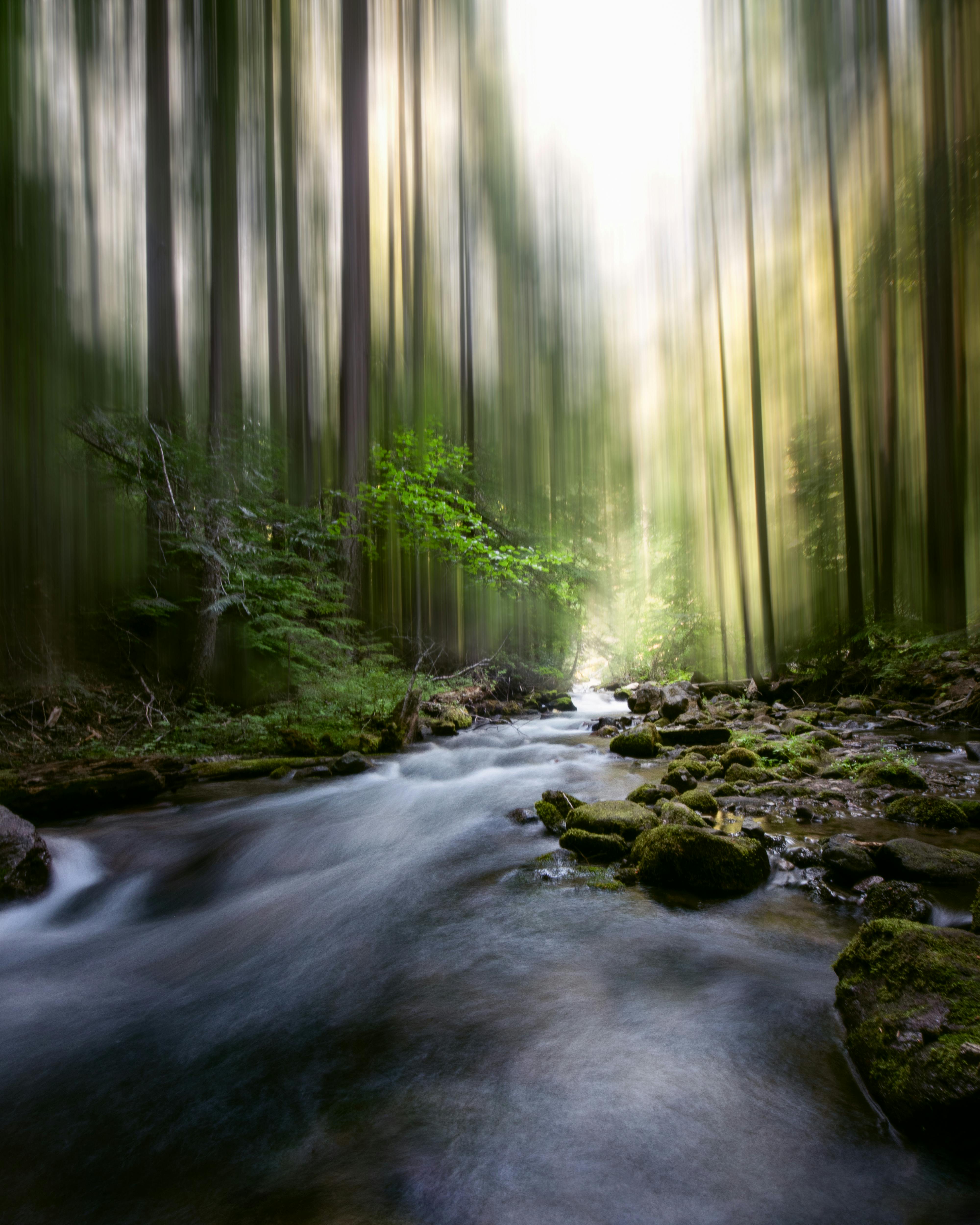 Calm forest stream in Oregon captured with long exposure, highlighting flowing water and tall trees.