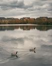 Goose pimples Images