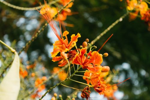 Free Close-up of vivid orange peacock flowers blossoming outdoors in Bangkok, Thailand. Stock Photo