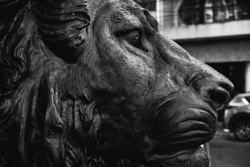 Free Close-up of a lion statue with water droplets in grayscale, outdoors. Stock Photo