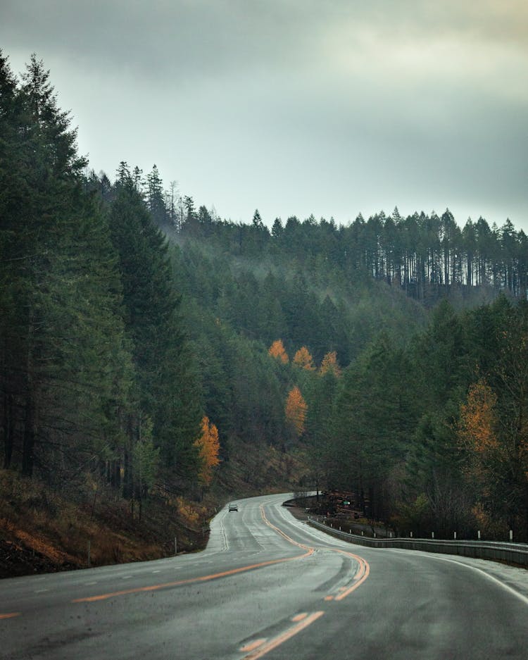 Road Winding Between Trees Of A Forest