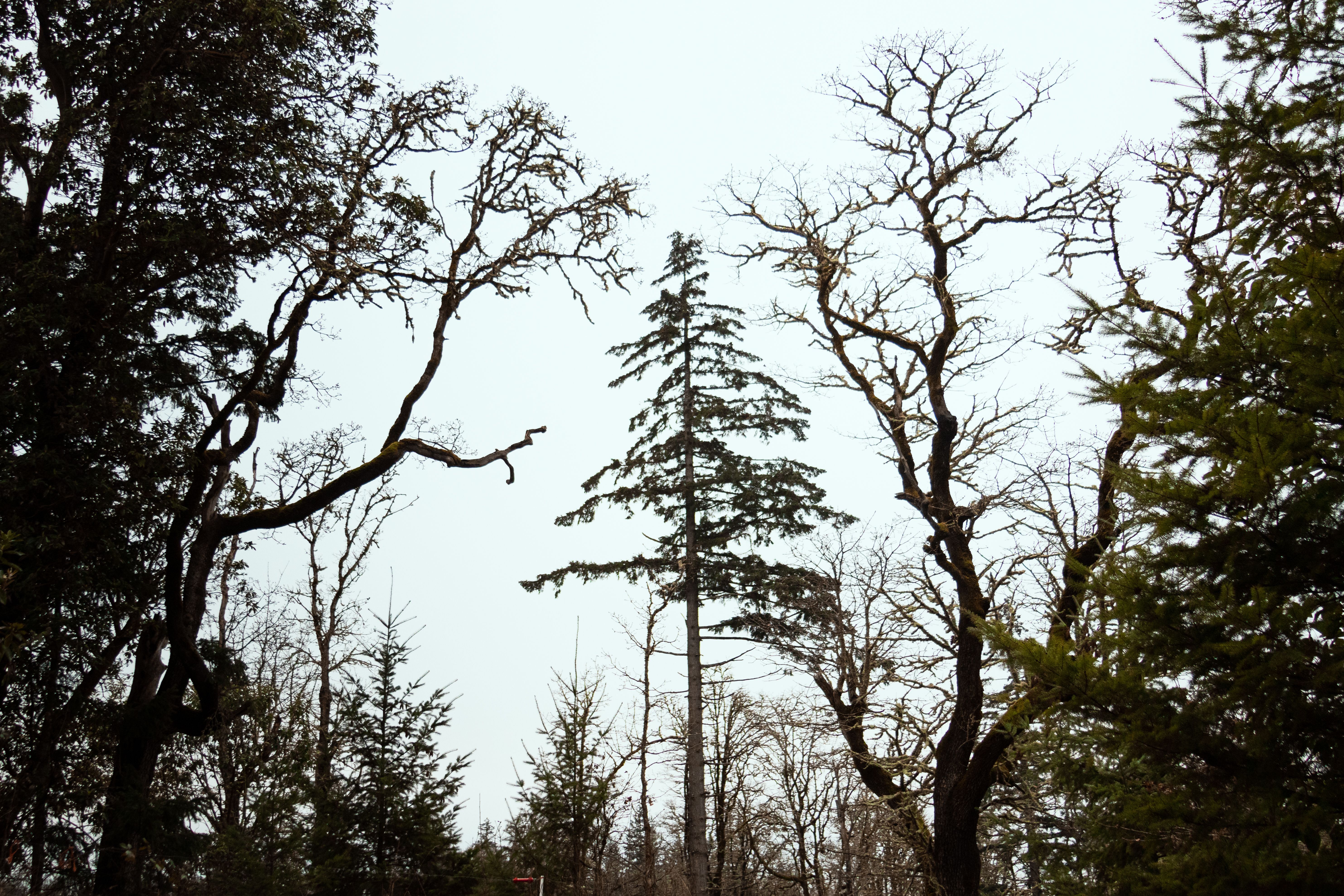 Green Trees Under a Blue Sky · Free Stock Photo
