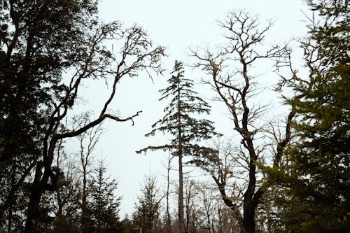 Immagine gratuita di alberi verdi, boschi, cielo azzurro