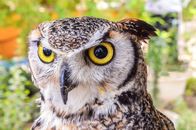 A striking close-up of an owl with vivid yellow eyes, showcasing its detailed plumage.