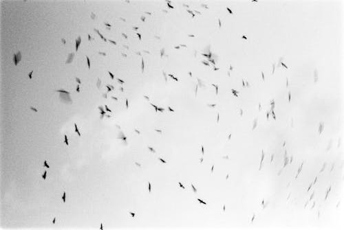 Kostnadsfri bild av fåglar, flygande, gråskalafotografi