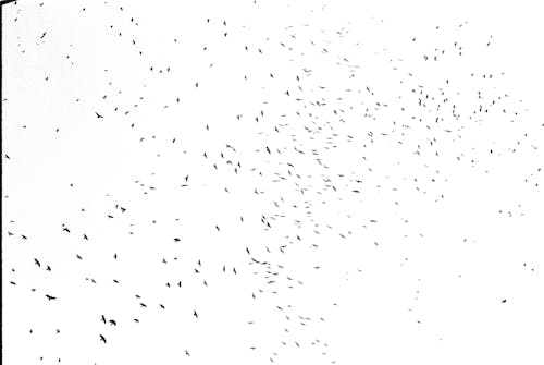 Immagine gratuita di bianco e nero, fotografia in scala di grigi, uccelli
