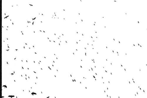 一群鳥, 低角度拍攝, 灰階 的 免費圖庫相片