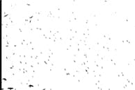 Birds Flying on a Clear Sky