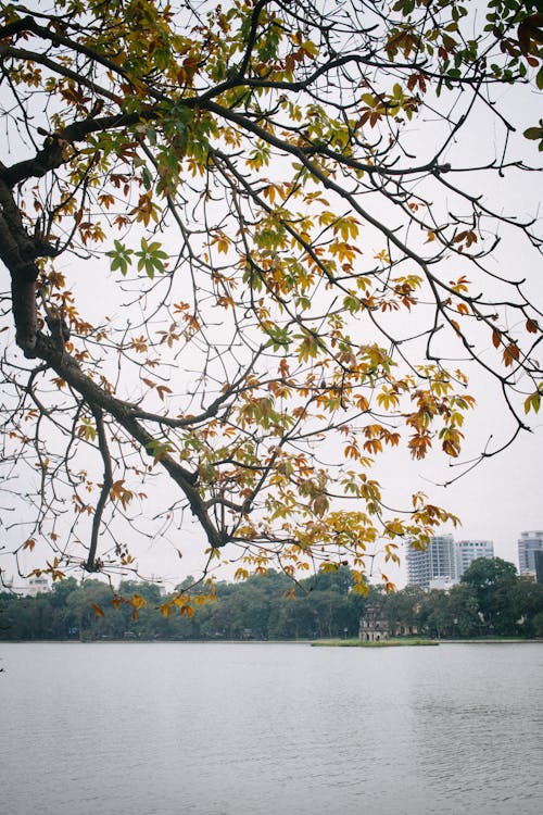 Green and Yellow Leaves on Tree