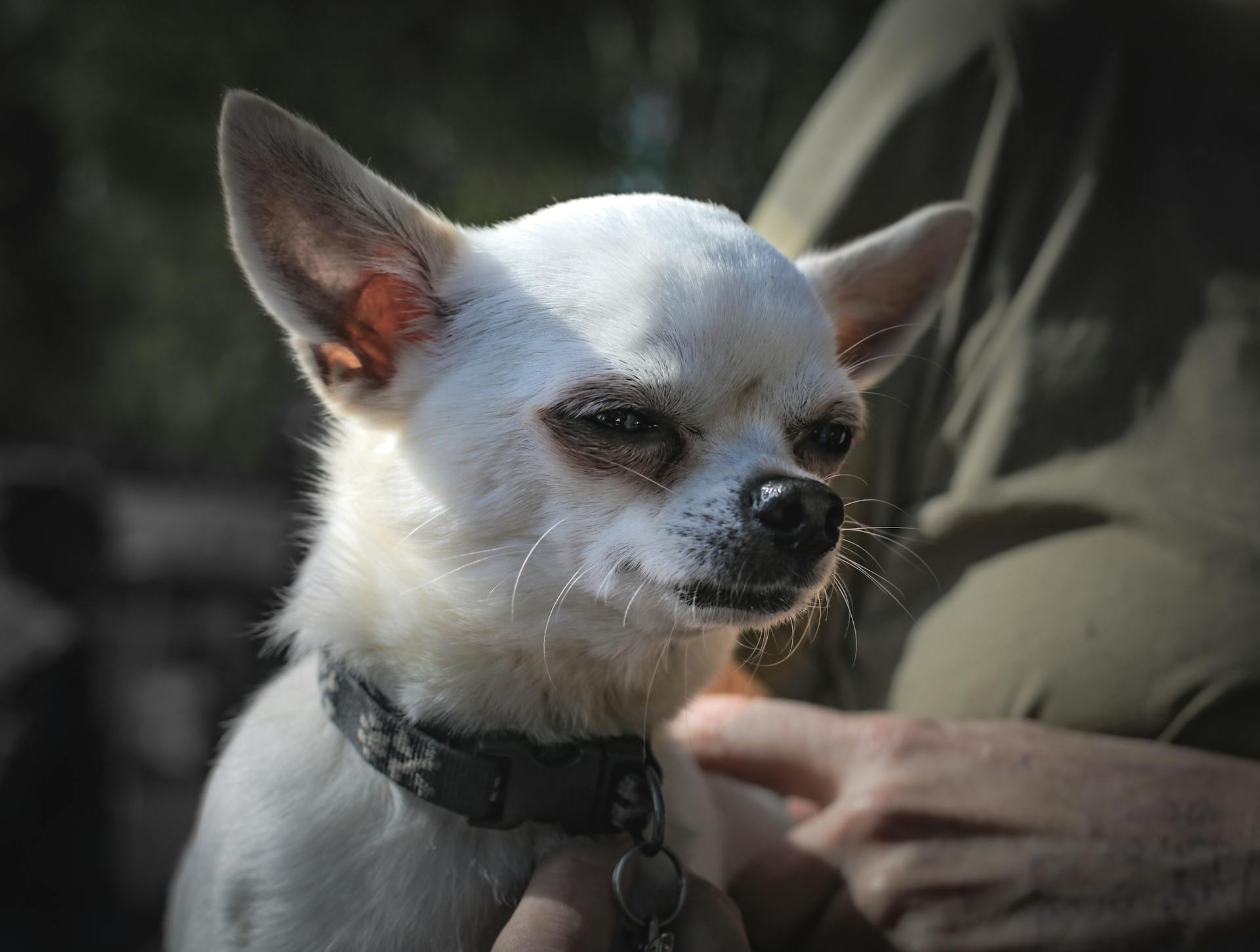 Close-Up Shot of a Chihuahua