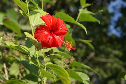 Red Hibiscus in Bloom