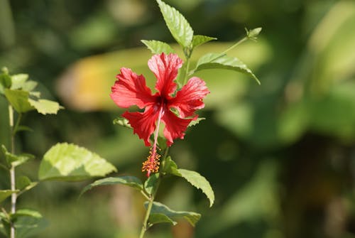 Red Hibiscus in Bloom