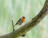 Robin