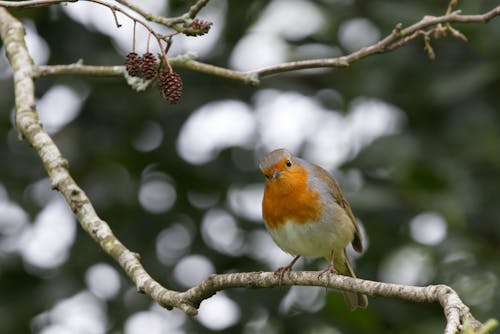 Yellow and Gray Bird Perched on Tree Branch