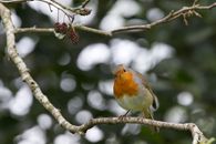 Robin