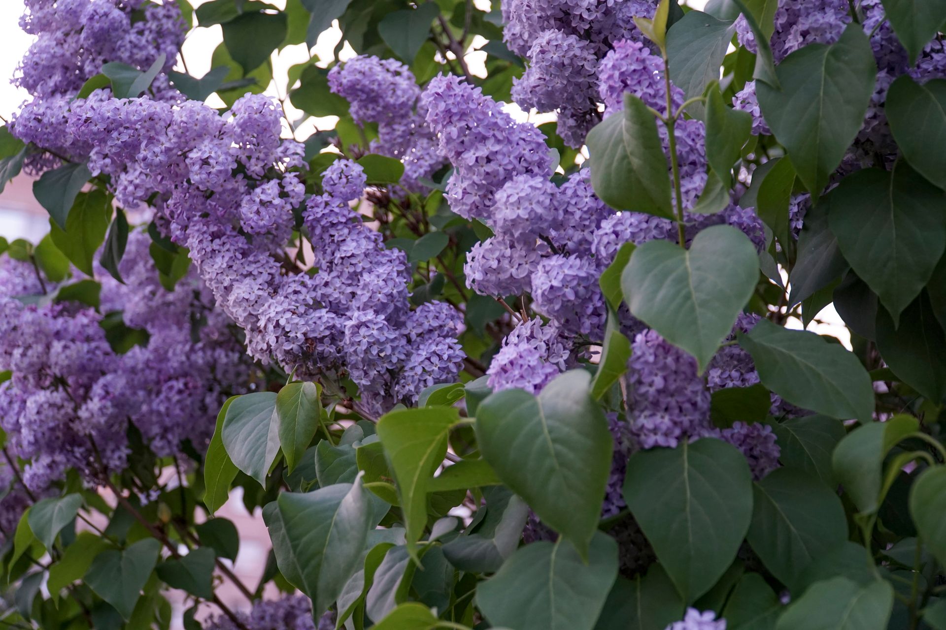 Close-up of lush purple lilac flowers blooming in a spring garden, showcasing vibrant colors and lush green leaves.